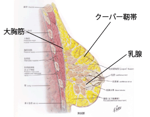 バストの構造