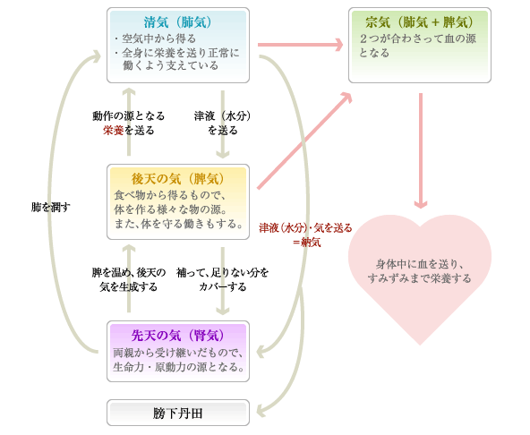 主な活動部位と働き