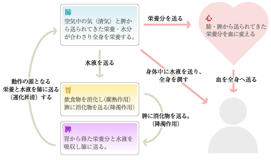 ニキビに特に関係する脾の作用