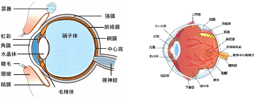 眼の構造