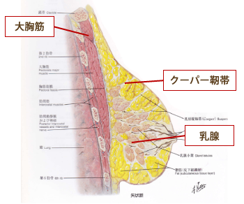 バスト構造